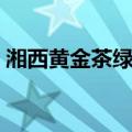湘西黄金茶绿茶（关于湘西黄金茶绿茶介绍）