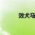 效犬马力（关于效犬马力简介）
