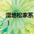 湿地松家系2-78（关于湿地松家系2-78介绍）