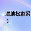 湿地松家系5-20（关于湿地松家系5-20介绍）