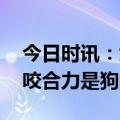 今日时讯：女子旅游把狼当狗还下车拍摄 狼咬合力是狗的几倍