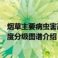 烟草主要病虫害严重度分级图谱（关于烟草主要病虫害严重度分级图谱介绍）