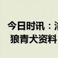 今日时讯：洛阳数十只羊被咬死警方系狼青犬 狼青犬资料