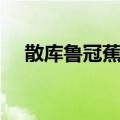 散库鲁冠蕉鹃（关于散库鲁冠蕉鹃简介）