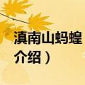 滇南山蚂蝗 原变种（关于滇南山蚂蝗 原变种介绍）