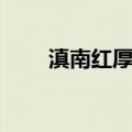 滇南红厚壳（关于滇南红厚壳介绍）