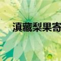 滇藏梨果寄生（关于滇藏梨果寄生介绍）