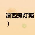 滇西鬼灯檠 变种（关于滇西鬼灯檠 变种介绍）