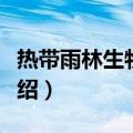 热带雨林生物群系（关于热带雨林生物群系介绍）