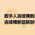数字人连续横断层解剖学彩色图谱：胸部分册（关于数字人连续横断层解剖学彩色图谱：胸部分册简介）