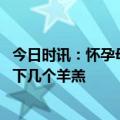今日时讯：怀孕母羊掉队次日带新生羊羔回家 母羊第一窝能下几个羊羔