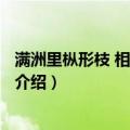 满洲里枞形枝 相似种 侧枝（关于满洲里枞形枝 相似种 侧枝介绍）