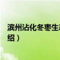 滨州沾化冬枣生态旅游区（关于滨州沾化冬枣生态旅游区介绍）