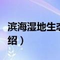 滨海湿地生态系统（关于滨海湿地生态系统介绍）