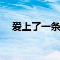 爱上了一条街（关于爱上了一条街介绍）