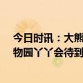 今日时讯：大熊猫丫丫租借合同4月7日到期 美国孟菲斯动物园丫丫会待到月底
