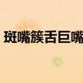 斑嘴簇舌巨嘴鸟（关于斑嘴簇舌巨嘴鸟简介）