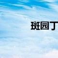 斑园丁鸟（关于斑园丁鸟简介）