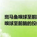 斑马鱼嗅球至前脑的投射及其发育的分子机理（关于斑马鱼嗅球至前脑的投射及其发育的分子机理简介）
