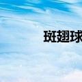 斑翅球螋（关于斑翅球螋简介）