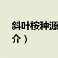 斜叶桉种源XY01（关于斜叶桉种源XY01简介）
