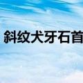斜纹犬牙石首鱼（关于斜纹犬牙石首鱼简介）