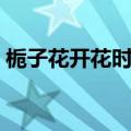 栀子花开花时间（栀子花的花期是什么时候）