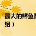 最大的鳄鱼是哪种鳄鱼（世界上最大的鳄鱼介绍）