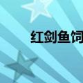 红剑鱼饲养方法（有哪些注意事项）