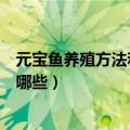 元宝鱼养殖方法和注意事项（元宝鱼养殖方法和注意事项有哪些）