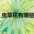 虫草花有哪些功效（虫草花有什么食用功效）