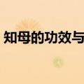知母的功效与作用（知母的功效与作用详述）
