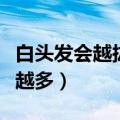 白头发会越拔长的越多吗（白头发会不会越拔越多）