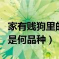 家有贱狗里的狗是什么品种（家有贱狗里的狗是何品种）
