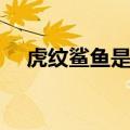 虎纹鲨鱼是什么梗（虎纹鲨鱼梗的解释）