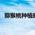 猕猴桃种植时间和方法（猕猴桃怎么种植）