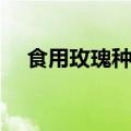 食用玫瑰种植方法（如何种植食用玫瑰）
