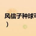风信子种球可以繁殖吗（风信子种球繁殖方法）