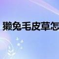 獭兔毛皮草怎么清洗（獭兔毛皮草如何清洗）