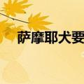 萨摩耶犬要怎么养（萨摩耶犬要如何养）