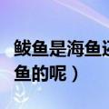 鲅鱼是海鱼还是淡水鱼（鲅鱼是海鱼还是淡水鱼的呢）