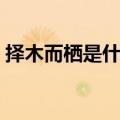 择木而栖是什么动物（择木而栖是什么意思）