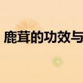 鹿茸的功效与吃法（关于鹿茸的功效与吃法）