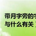 带月字旁的字与什么有关（常见带月字旁的字与什么有关）