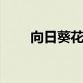 向日葵花语是什么（向日葵的花语）
