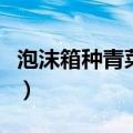 泡沫箱种青菜方法教程（泡沫箱种菜方法教程）