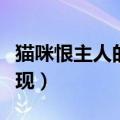 猫咪恨主人的十种表现（猫咪恨主人有哪些表现）