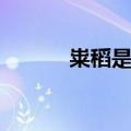 粜稻是什么意思（粜稻的意思）