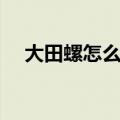 大田螺怎么做才好吃（大田螺美味做法）