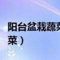 阳台盆栽蔬菜有哪些（阳台能种的这些盆栽蔬菜）